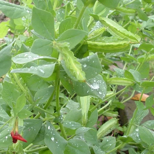 Pois Asperge | Semences bio et reproductibles