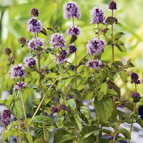 Extérieur confort：Menthe aquatique pot de 3 litres