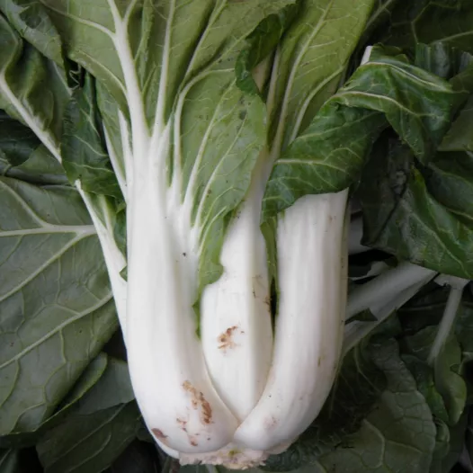 Graines bio de Pak Choi Taisai