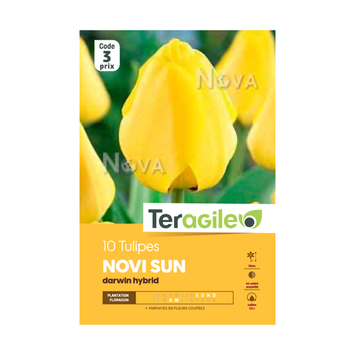 BULBES DE TULIPES 'NOVI SUN' DARWIN HYBRID - TERAGILE® - X10