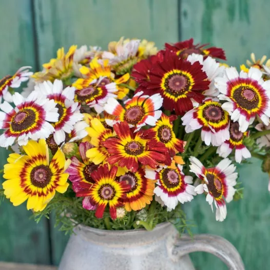 Tricolor chrysantemum | Bio en reproduceerbare zaden