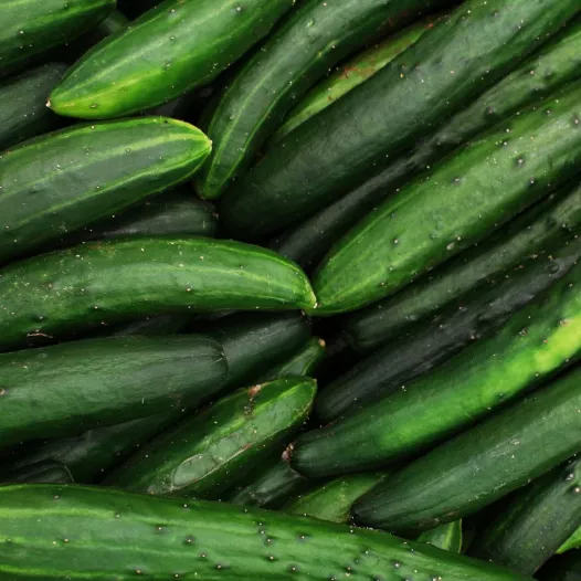 Biologische zaden van Komkommer Vert Long Maraicher