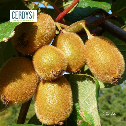 KIWI 'JENNY' (AUTOFERTILE) - POT DE 1,5L