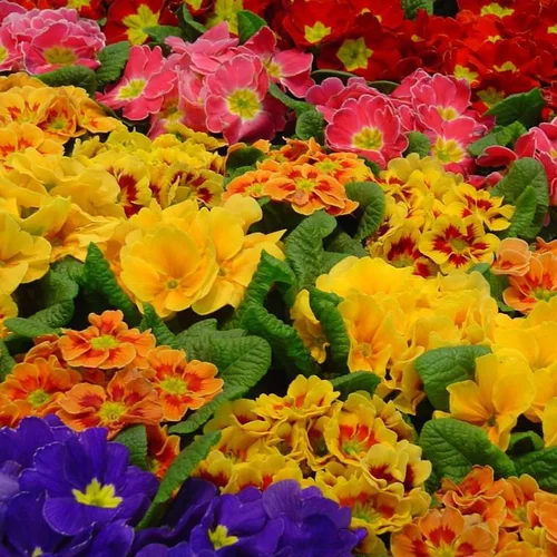 Facile à intégrer à l’extérieur：Primevère des jardins - Coupe de 23 cm
