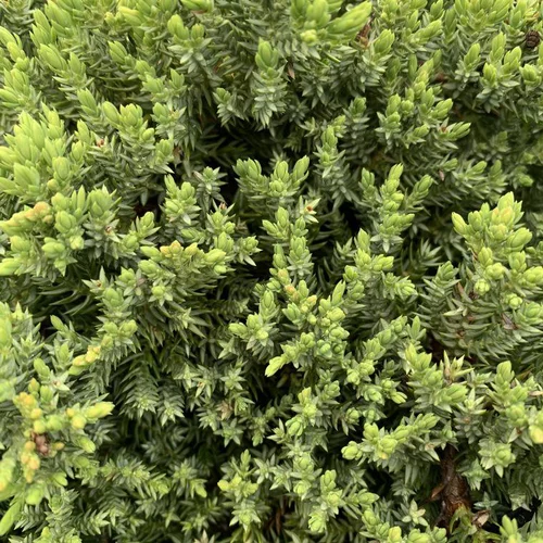 Moderne jardin：Juniperus procumbens nana