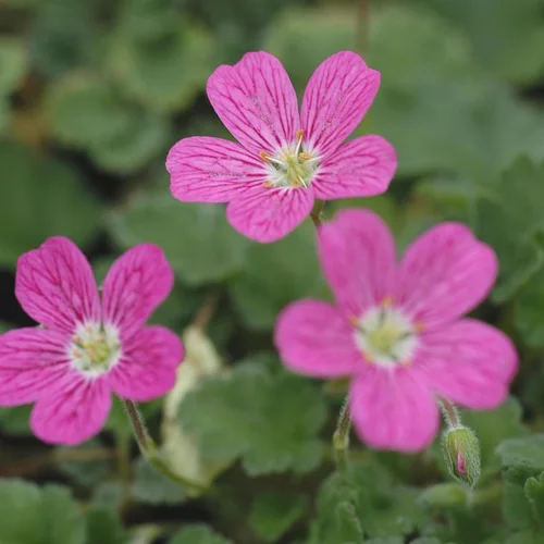 Pensé pour vos extérieurs:Erodium bishop’s form rose en pot de 2 L