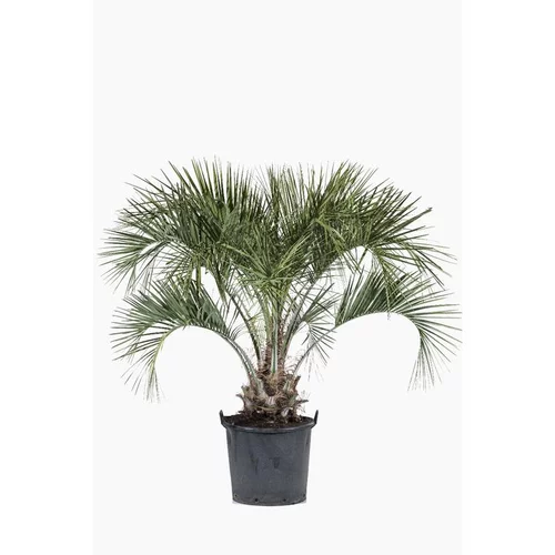 Maison & extérieur：Butia Capitata (Cocotier du Brésil) 80/100 en pot de 30 L vert