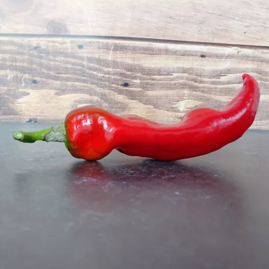 Biologische zaden van Paprika Corno di toro rood