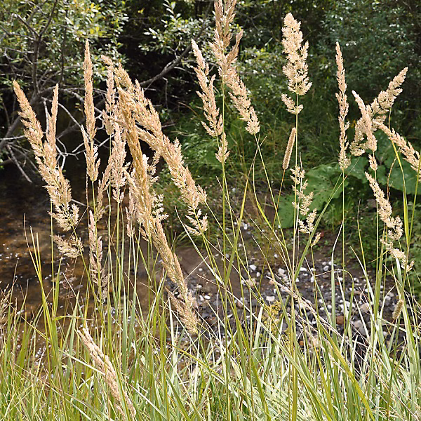 6 x Stipe calamagrostide – Calamagrostis arundinacea | godet 9cm x 9cm