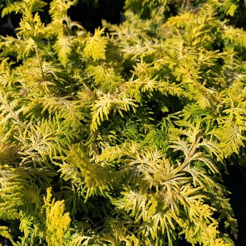 Un atout au quotidien：Cyprès du Japon Fernspray Gold. Le pot de 2,5 litres