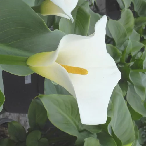 Pour mieux vivre dehors：Arum blanc - Le pot de 21 cm