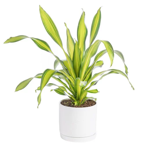 Jardin confort plus：Dracaena Charley jaune en pot blanc émaillé botanic®. Le pot Ø 30 cm