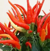 Malin extérieur:Piment ornement - Le pot de 2,5 litres