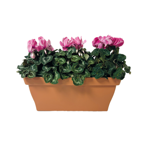 JARDINIÈRE DE CYCLAMENS MIDI - LONGUEUR 30CM