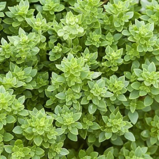 Basilic Grec | Semences bio et reproductibles d'Aromatiques