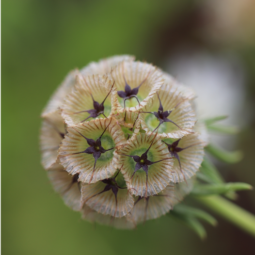 Scabieuse étoilée (Scabiosa stellata) | Semences bio et reproductibles