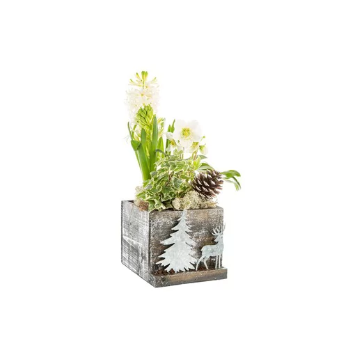 Pour vos extérieurs：Jacinthe Hellebore Hedera Carre Foret Bois Argent