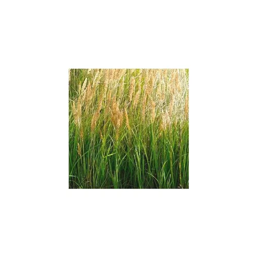 Pour un extérieur plus pratique：Graminées variées - Le pot de 2,5 litres