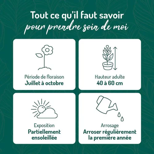 Pour un jardin plus agréable：Pennisetum Alopecuroides - Le pot de 9 x 9 cm