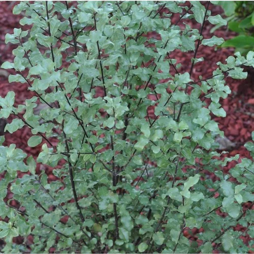 Pratique extérieur：Pittosporum Tenuifolium Wrinkled Blue. Le pot de 4 litres