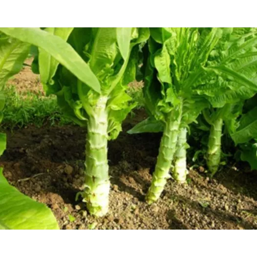 Laitue Asperge