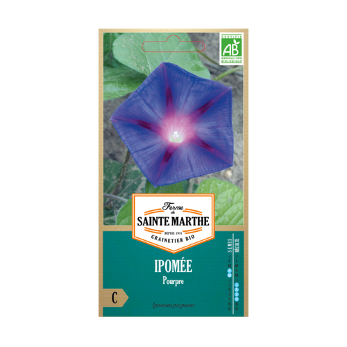 GRAINES IPOMÉE POURPRE BIO