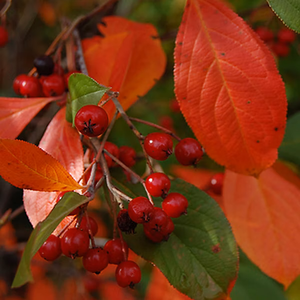 2 x Aronie à feuilles d'arbousier – Aronia arbutifolia 'Brilliant' | 40 | 60 cm pot