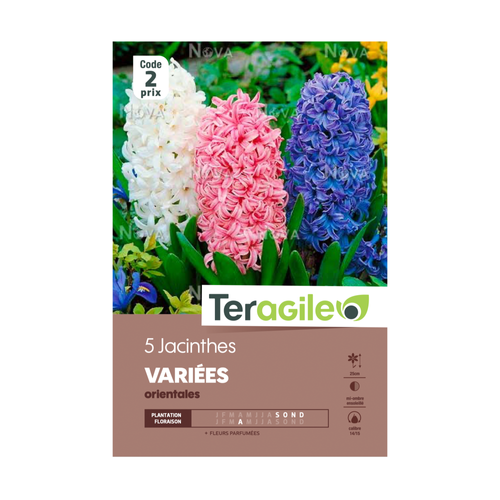BULBES DE JACINTHES 'VARIÉES' - ORIENTALES - TERAGILE® - X5