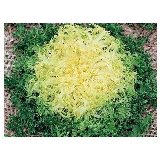 Semences bio et reproductibles de Chicorée frisée Wallonne
