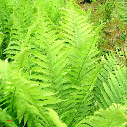 Choix utile：Fougère Athyrium Filix-Femina - Le pot de 2 litres