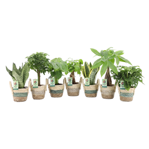 PLANTES VERTES MIX AVEC CACHE-POT VANNERIE - POT Ø13CM