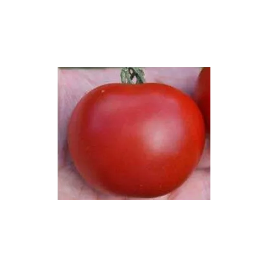 Tomate Matina | Semences bio et reproductibles | Semailels