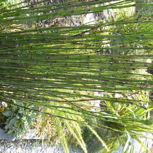 Nature maison：Equisetum Japonicum - Le pot de 11 cm