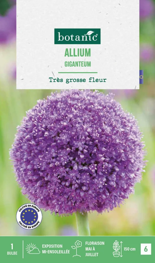Indispensable au jardin：Allium giganteum botanic® - 1 bulbe