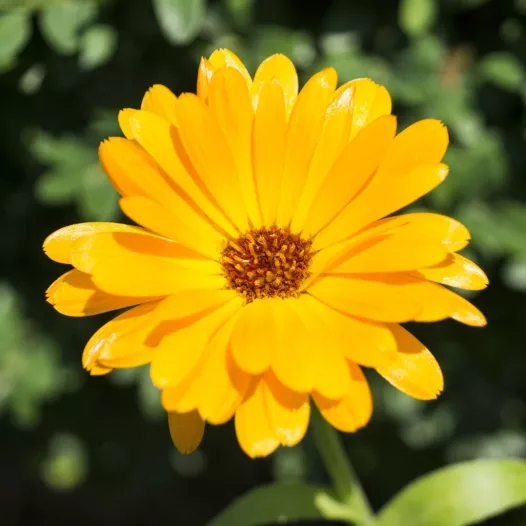 Goudsbloem | Aromatische en Kruiden zaden