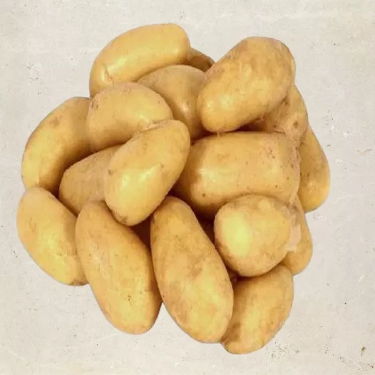 Biologische pootgoed - Aardappel Charlotte - 5KG