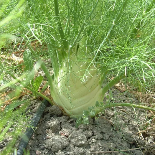 Semences bio de Fenouil doux précoce d'été