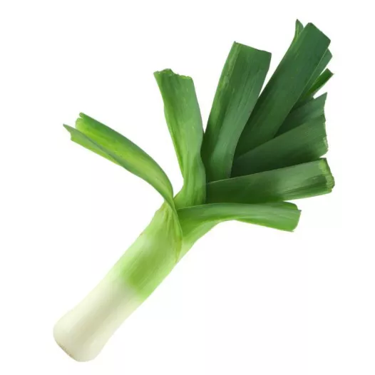 Semences biologiques de Poireau gros long d'été