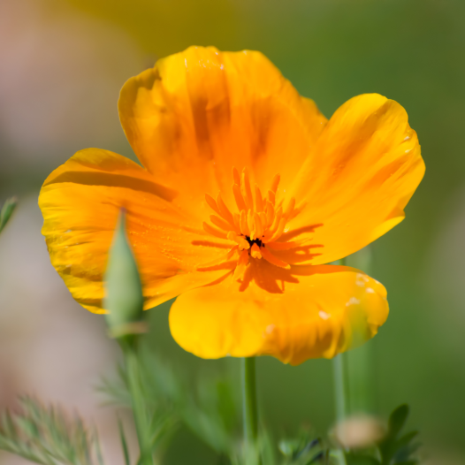 Bio zaden van Papaver uit Californië