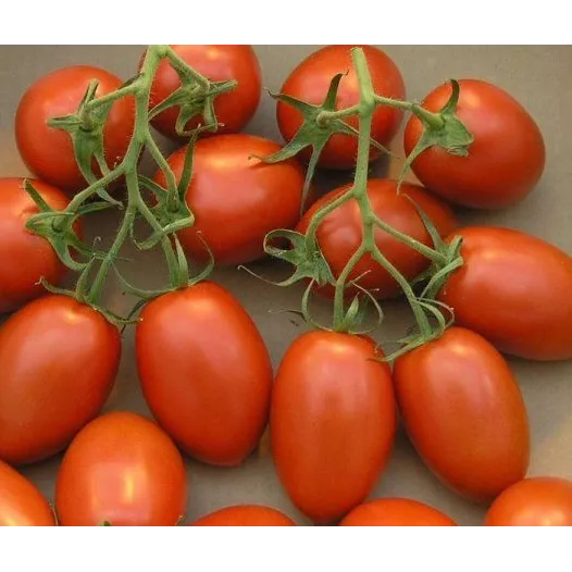 Tomate de Bérao | Graines bio et reproductibles