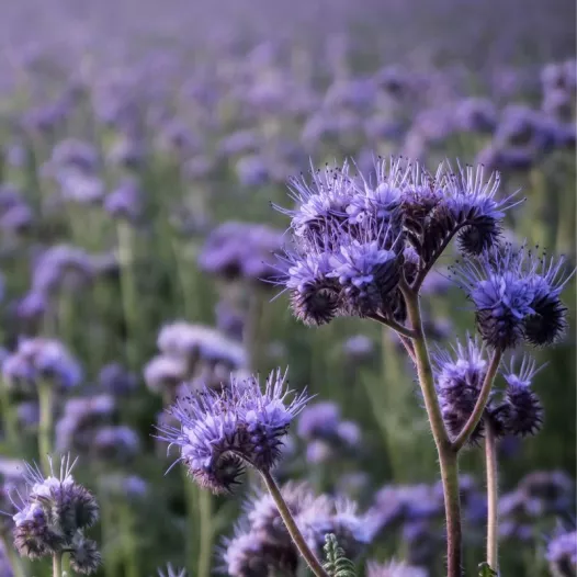 Biologische en reproduceerbare zaden van Phacelia (groenbemester)