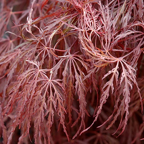ACER PALMATUM DISSECTUM - ÉRABLE DU JAPON 'CRIMSON QUEEN' - POT DE 3L
