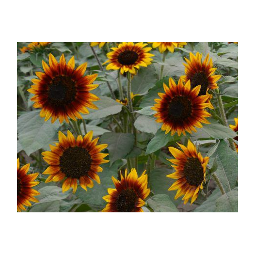 Bio zaden van Zonnebloem Ring of Fire