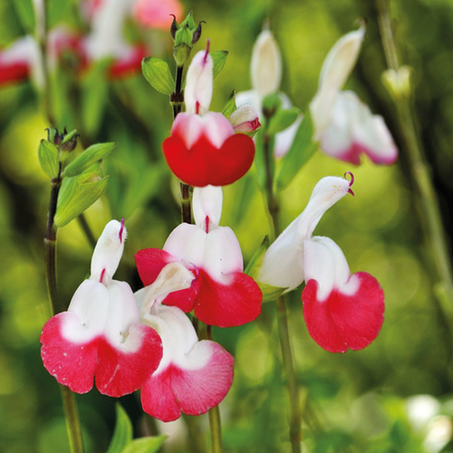 SAUGE HOT LIPS - POT 3L
