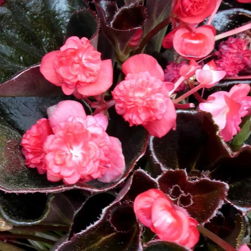 L’allié de vos extérieurs：Begonia Semperflorens double - Le pot de 10,5 cm