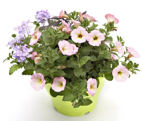 Jardin actuel：Potée anglaise. Le pot de 4,6 litres