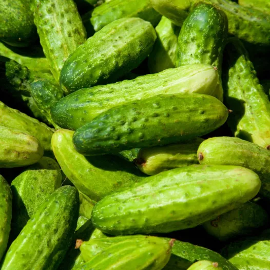 Semences bio de Cornichon petit vert de Paris