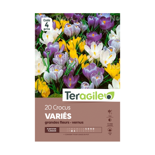 BULBES DE CROCUS 'VARIÉS' - GRANDES FLEURS - VERNUS - TERAGILE® - X20