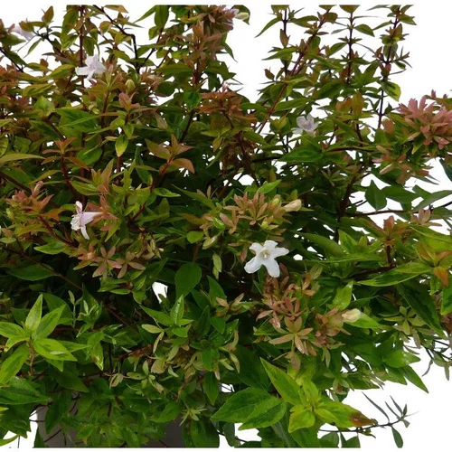 Extérieur sélection:Abélia Grandiflora Kaleidoscope. Le pot de 10 litres