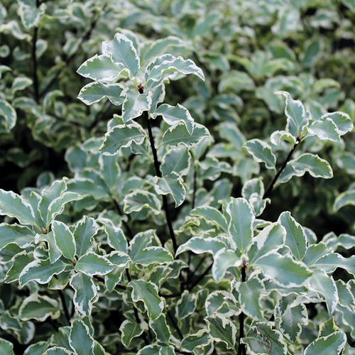 PITTOSPORUM TENUIFOLIUM - POT DE 5L